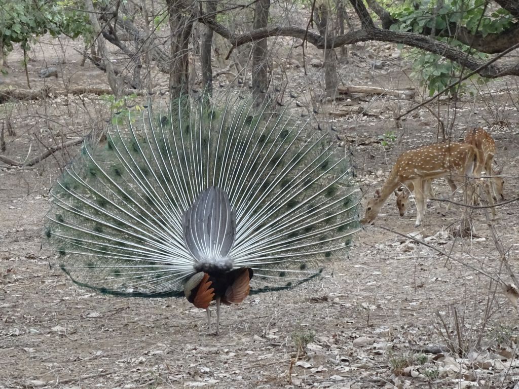 Sawai017.jpg