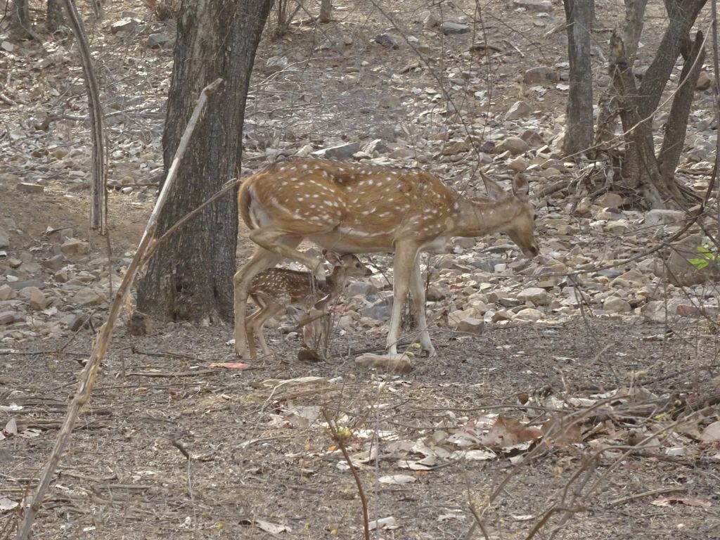 Sawai018.jpg