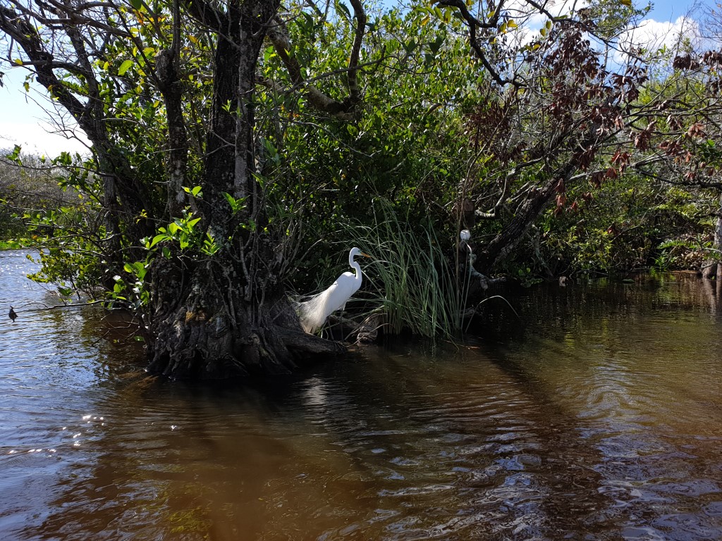 everglades3.jpg