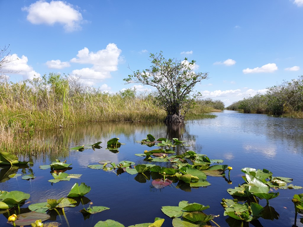everglades.jpg