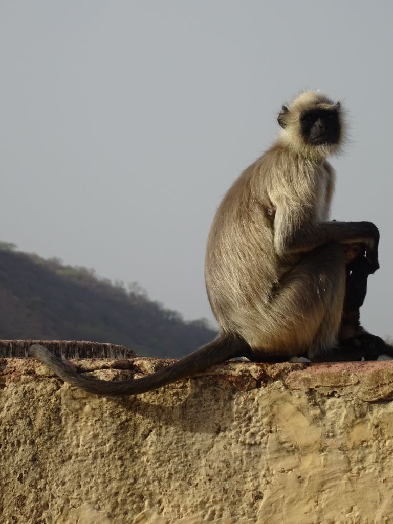 Jaipur016.jpg