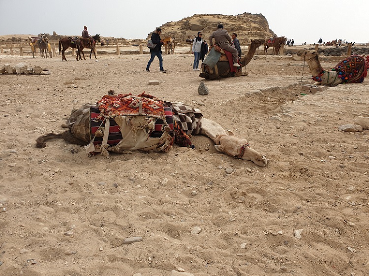 D2_11 Giza - odpoczynek fot. @novart.jpg