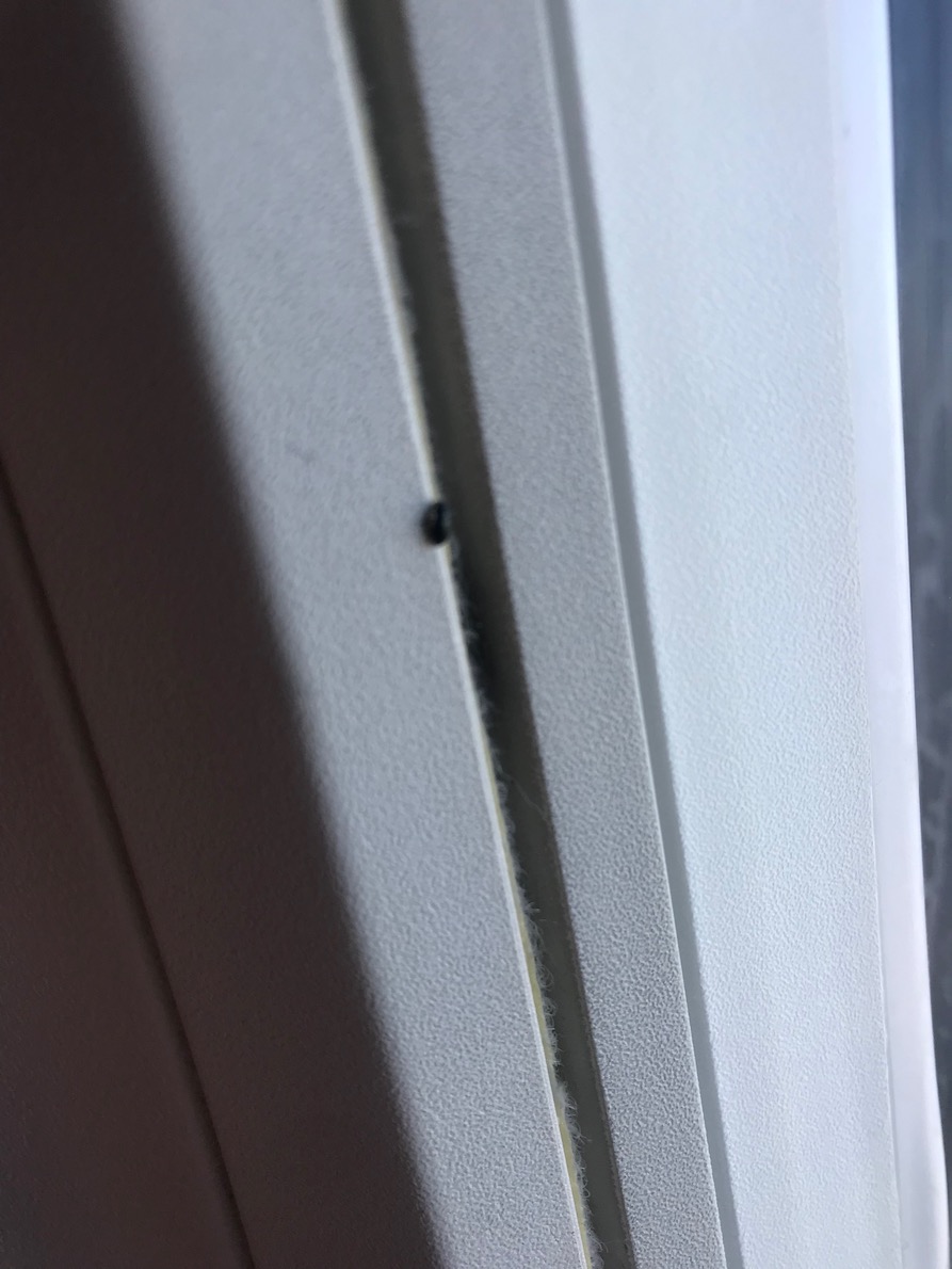 IMG_2317.jpeg