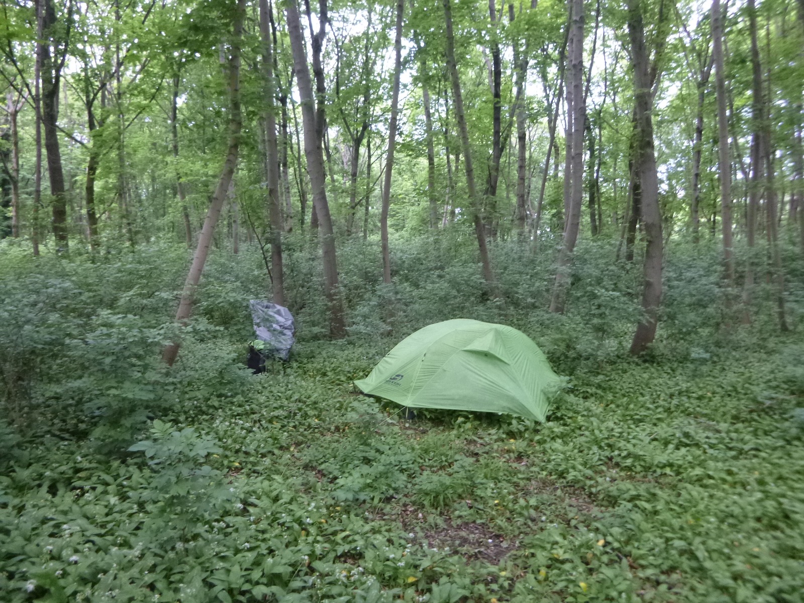P1310559.JPG
