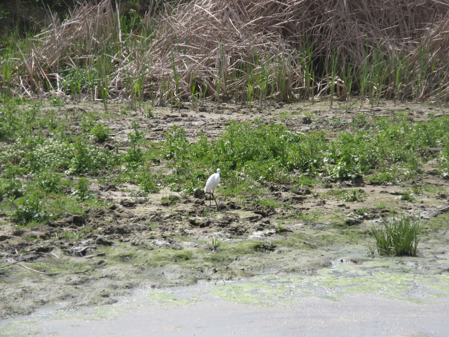 IMG_7235.JPG