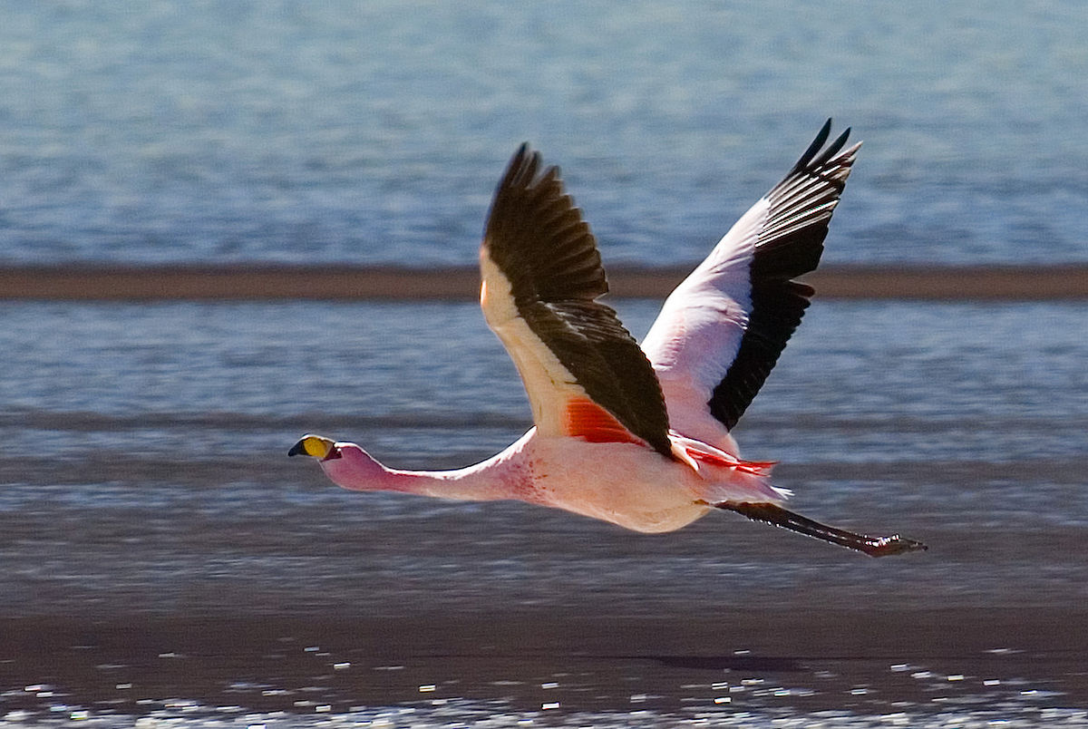 Flamingi_Laguna_Hedionda.jpg
