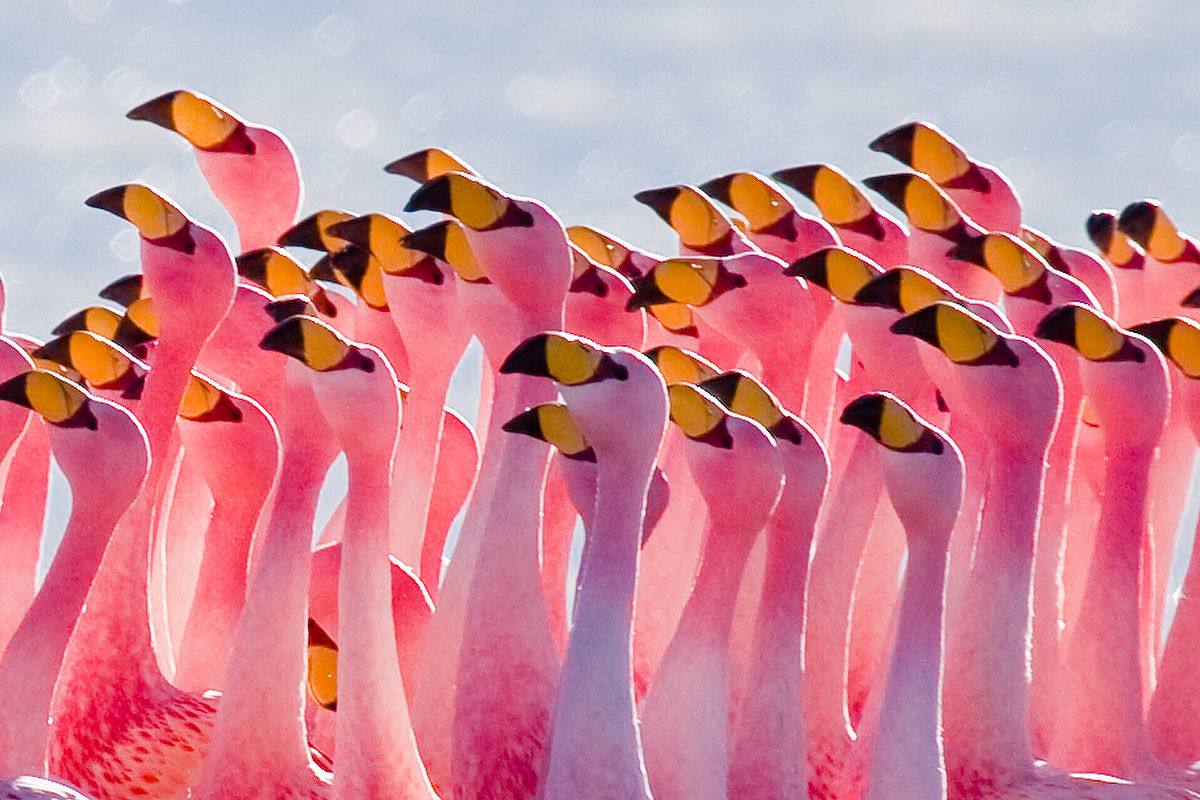 Flamingos.jpg