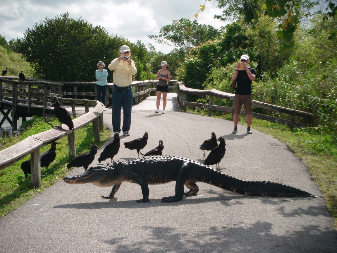 Park-Narodowy-Everglades-na-Florydzie_npsphoto_4.jpg