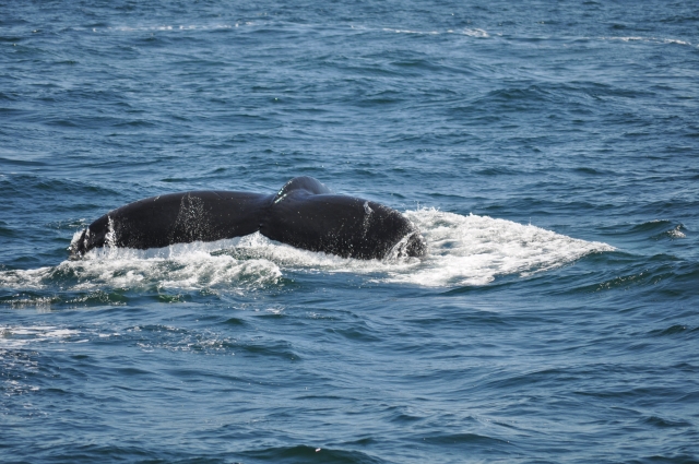 DSC_0573.jpg