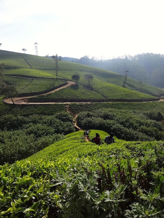 Nuwara Eliya.jpg