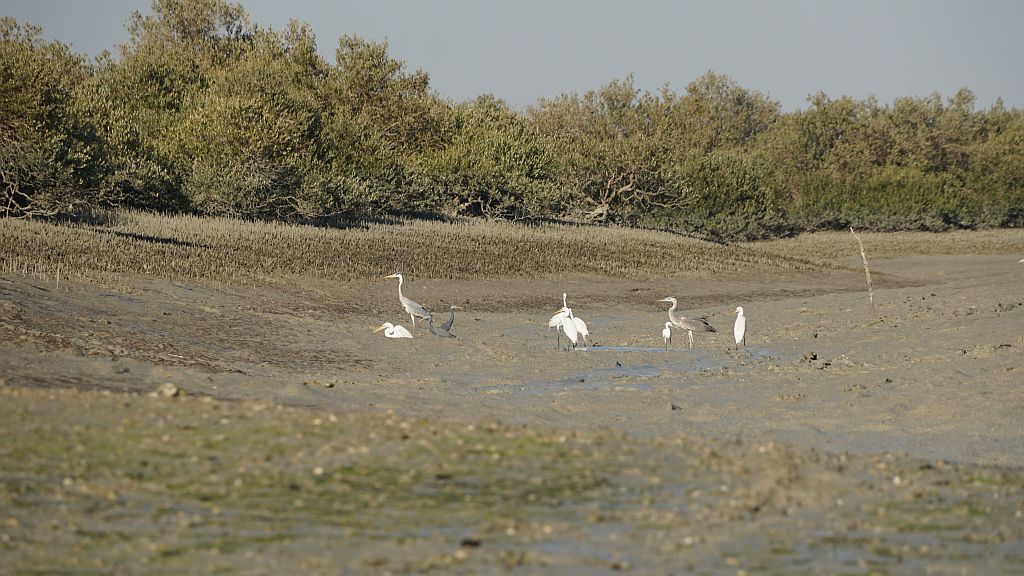DSC00083.JPG