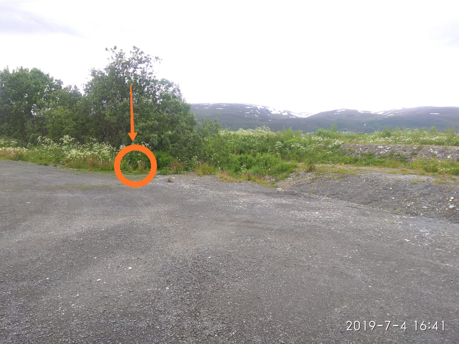 IMG-20190704-WA0007.jpg