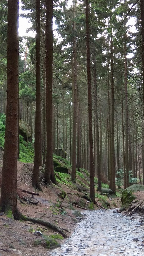 Narnia-las1.JPG