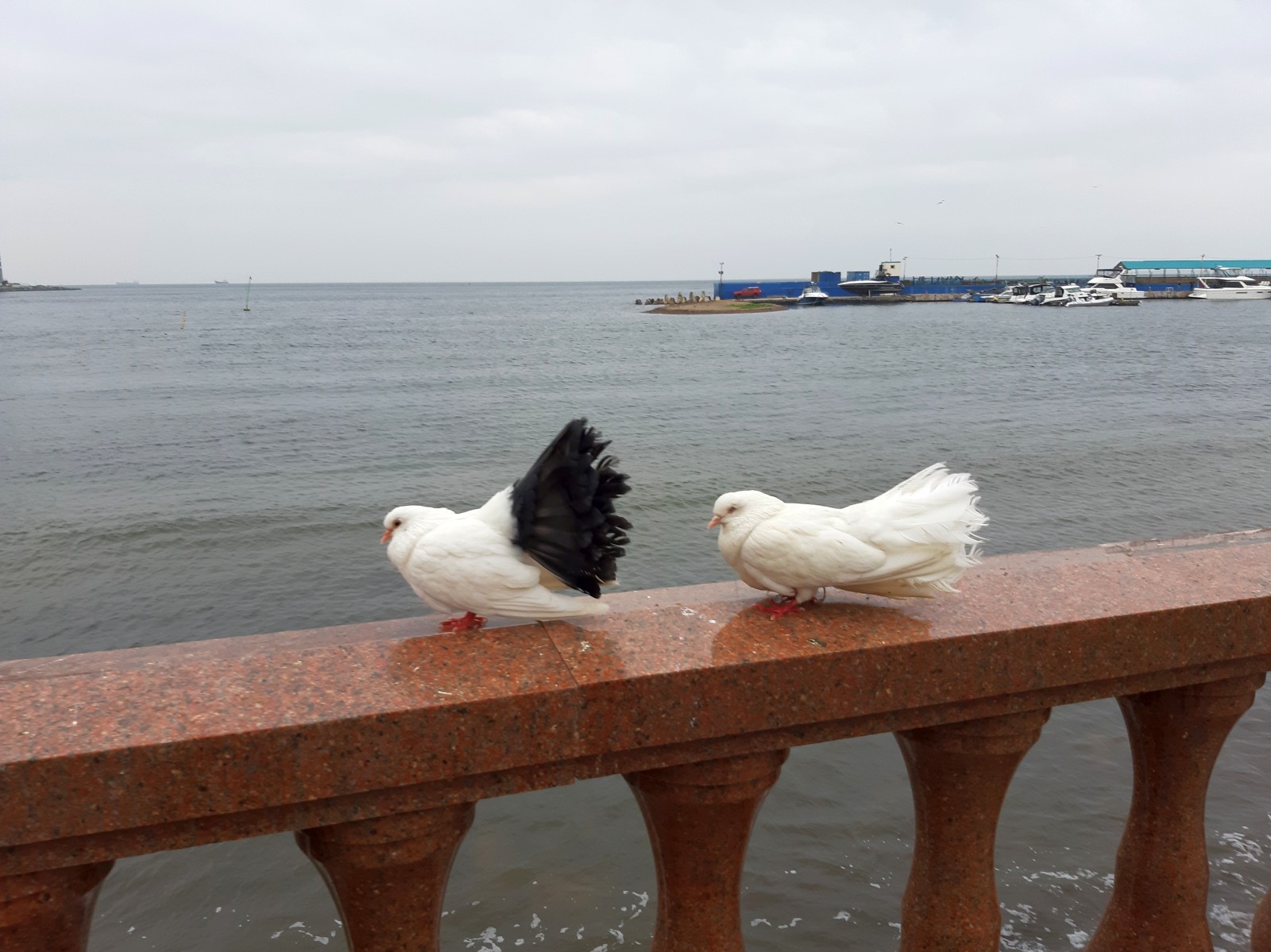 20190810_190849.jpg
