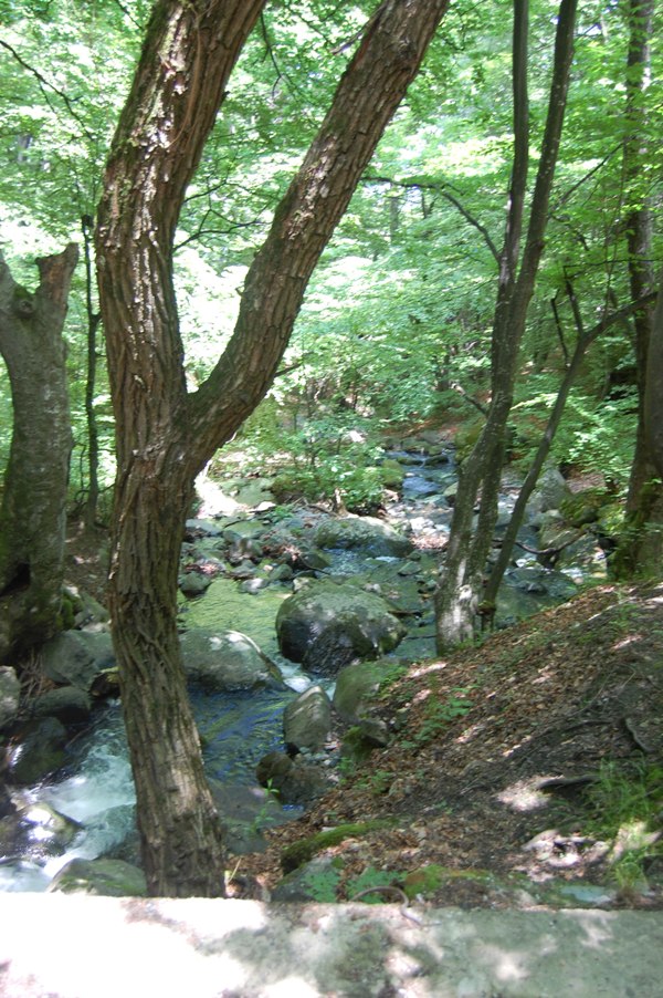 DSC_8596.JPG