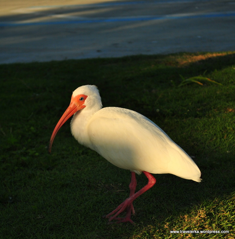 DSC_0248.JPG