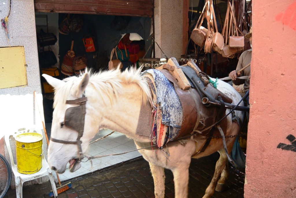 DSC_0736.JPG