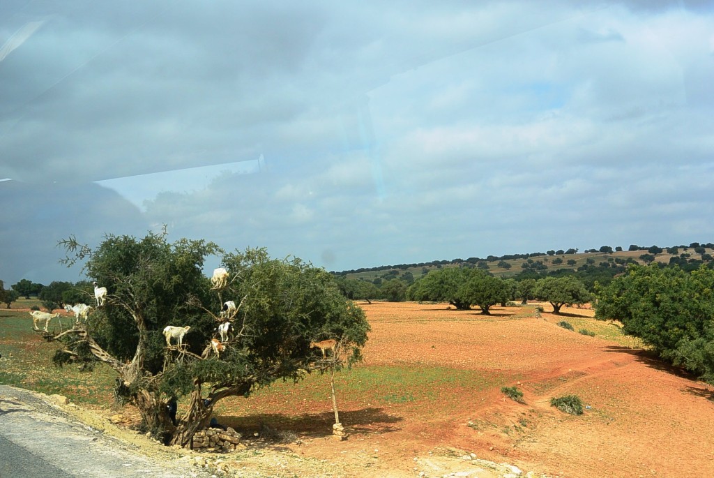 DSC_0950.JPG