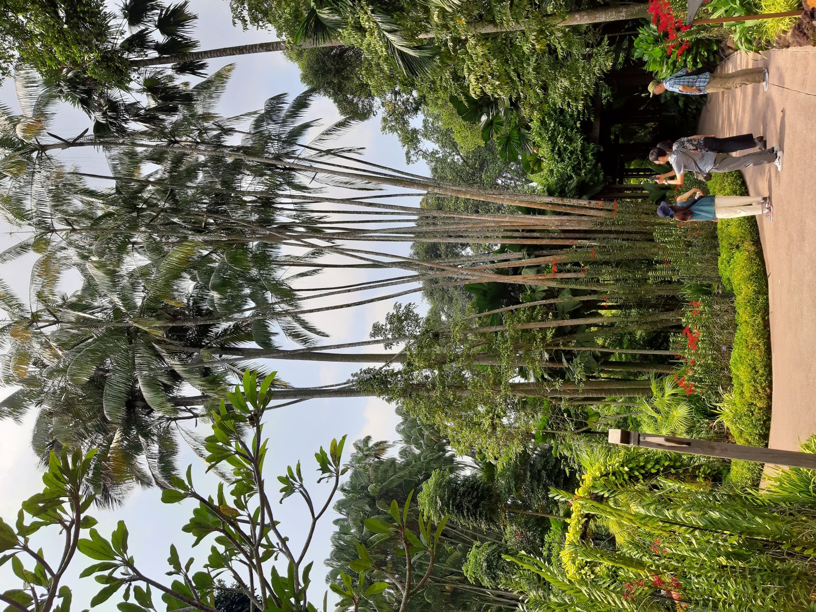 Singapore Botanic Gardens 5.jpg