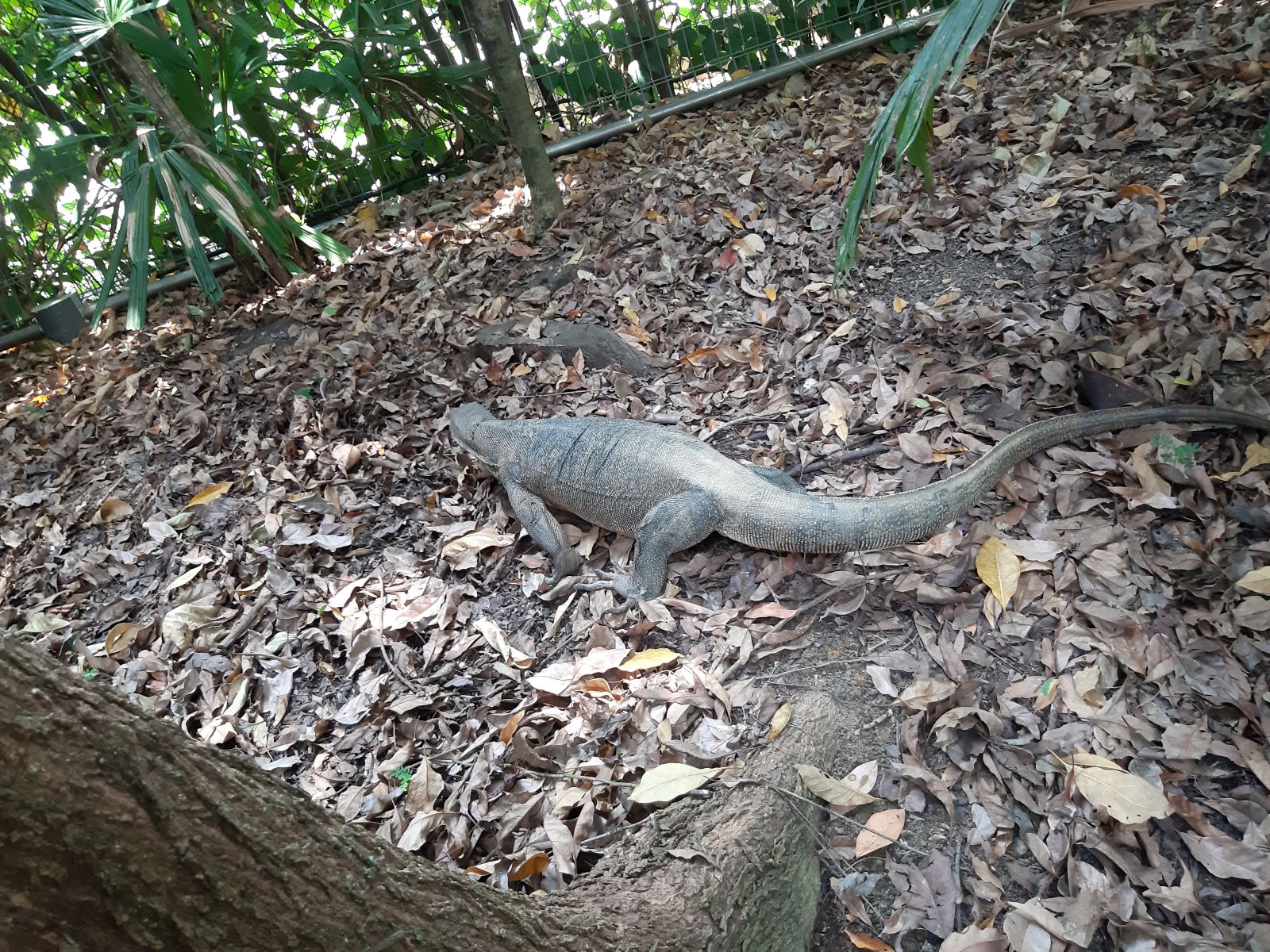 Singapore Botanic Gardens waran.jpg
