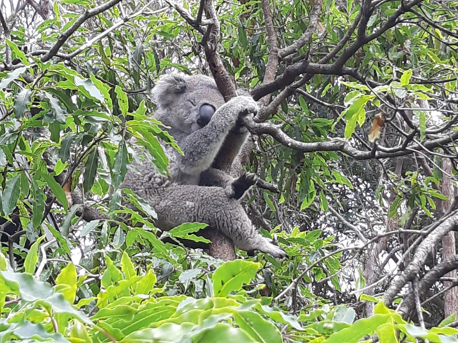 Koala .jpg