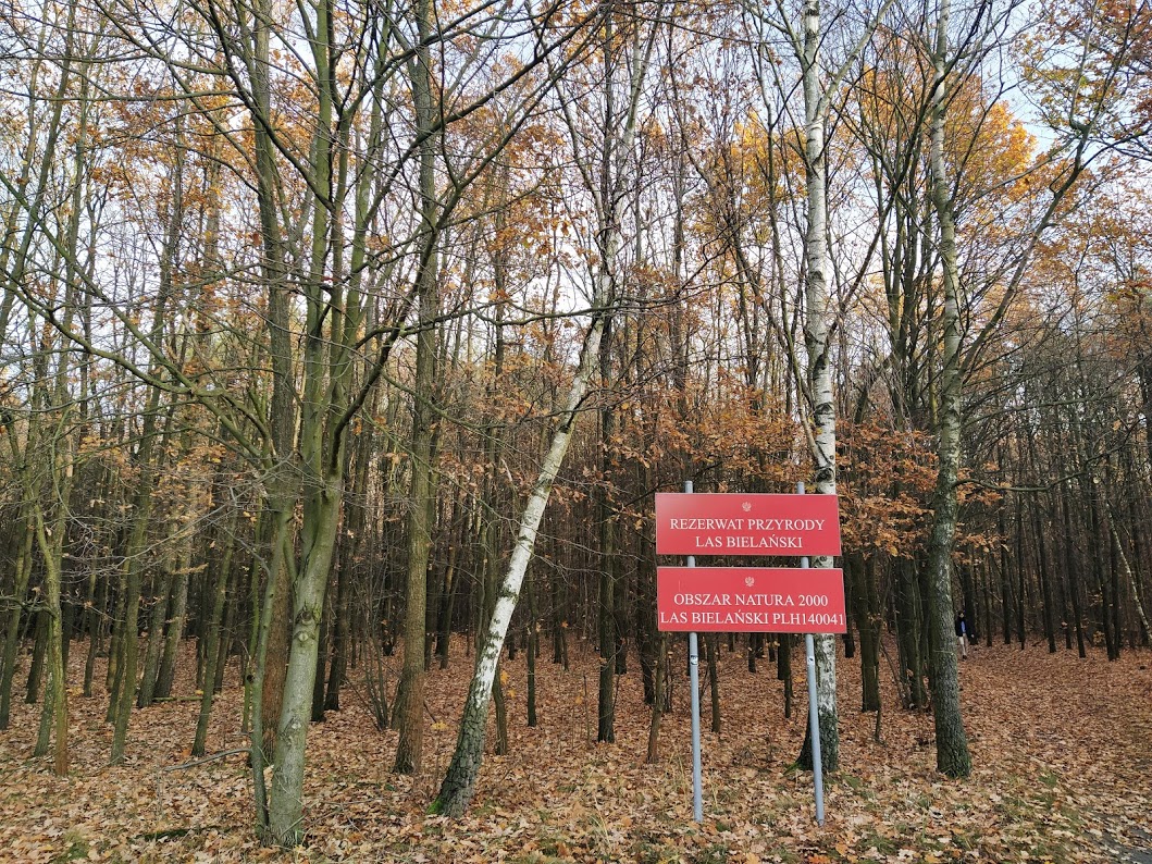 Las bielański.jpg