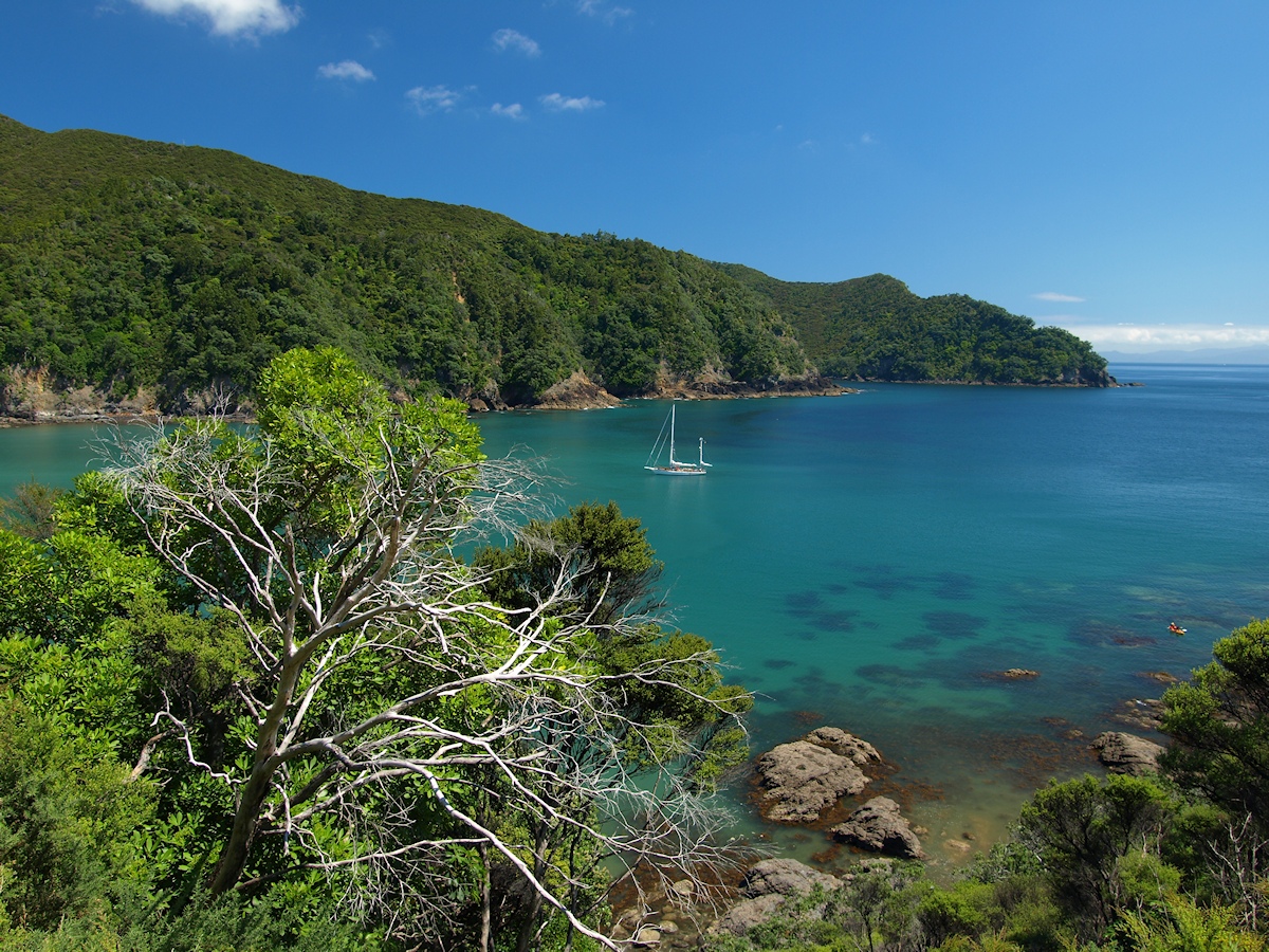 NZc.jpg