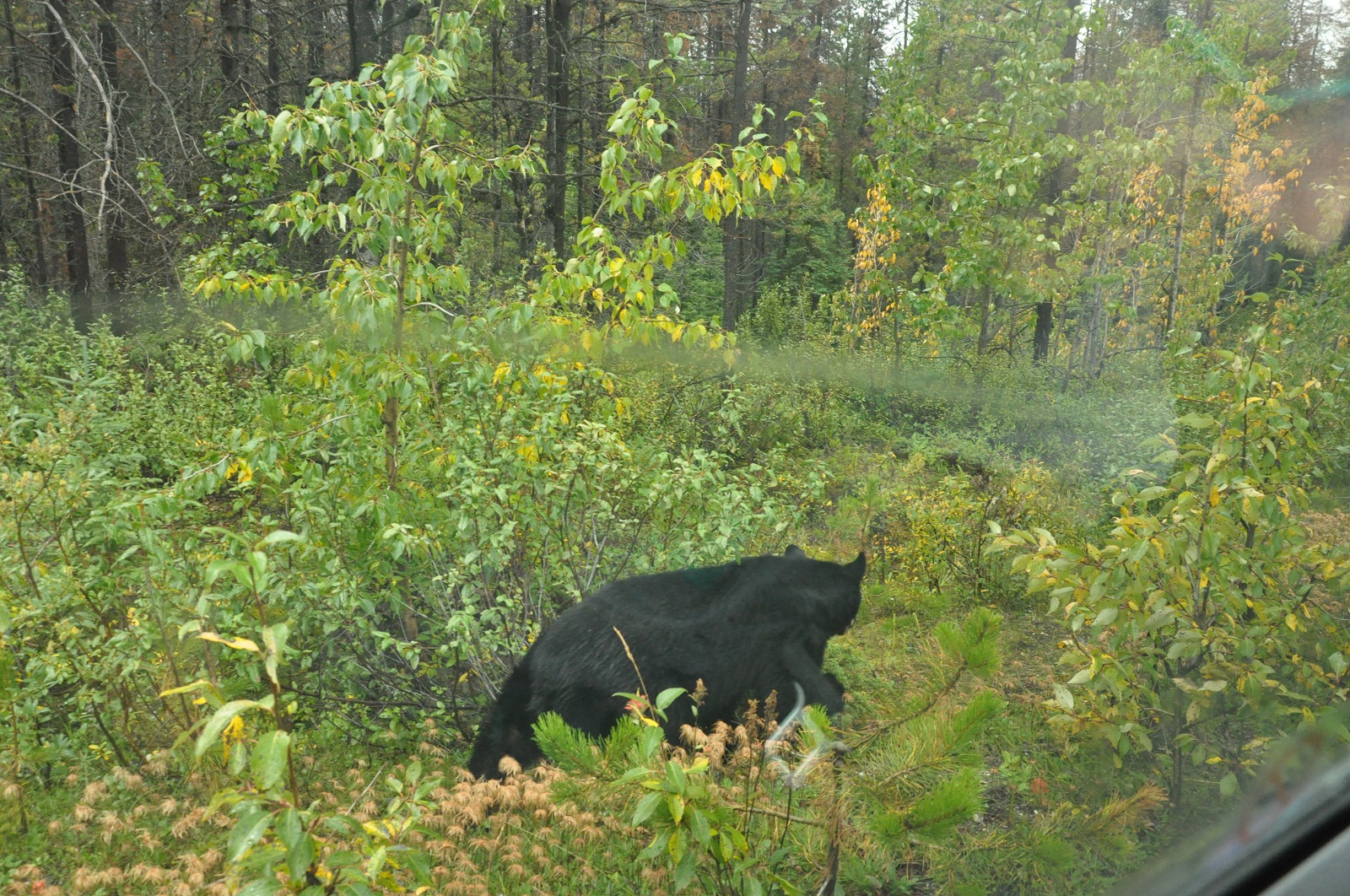 IMG49.JPG