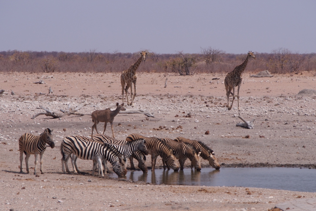 Namibia (25).JPG