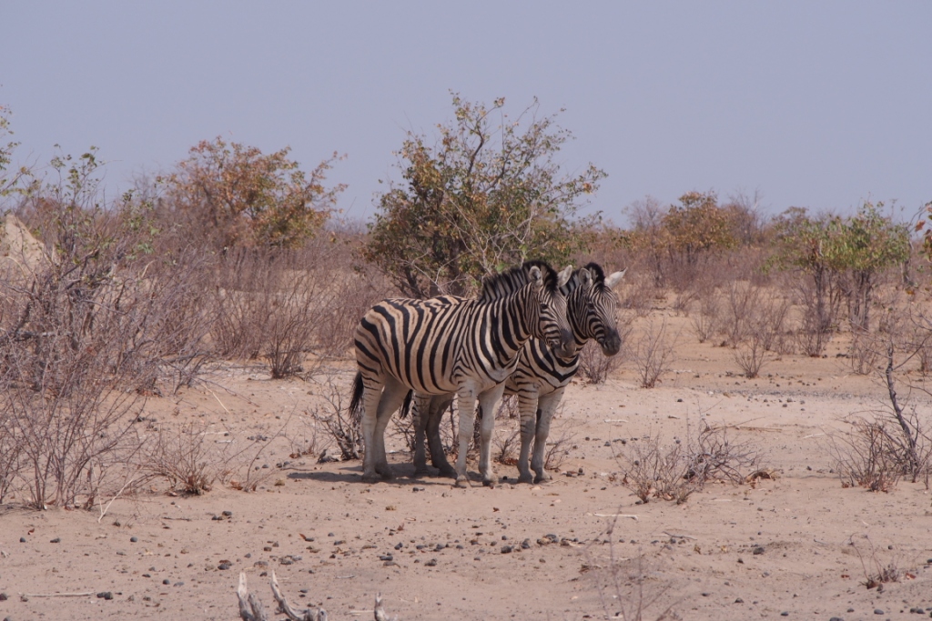 Namibia (26).JPG
