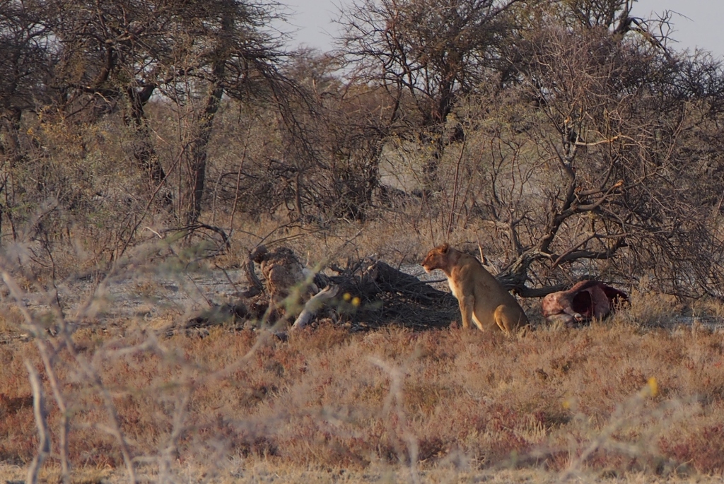 Namibia (29).JPG