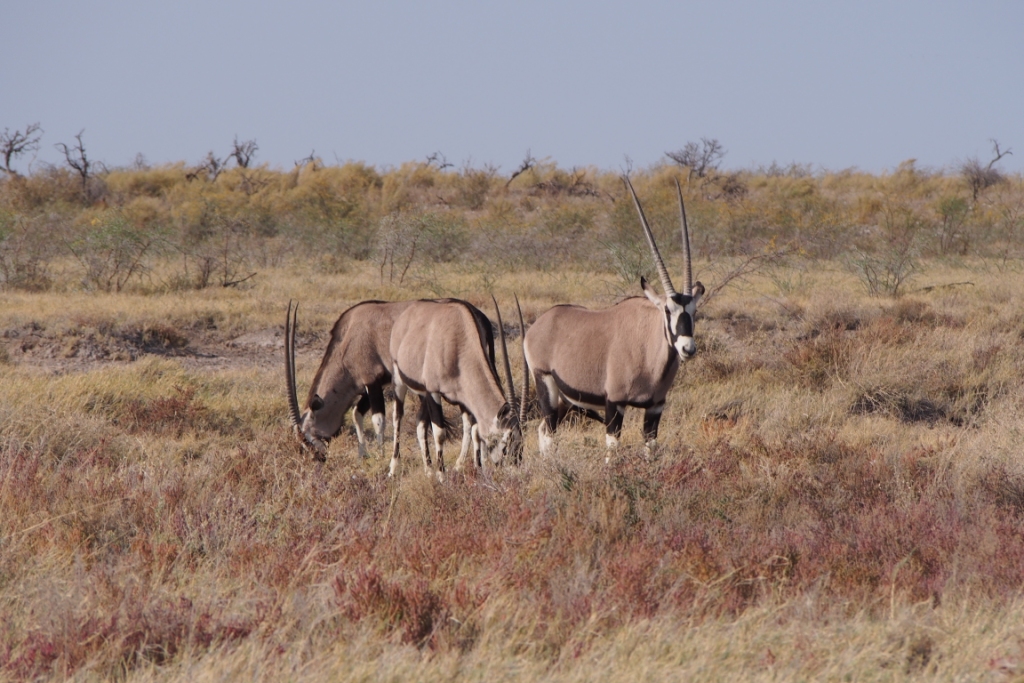 Namibia (33).JPG