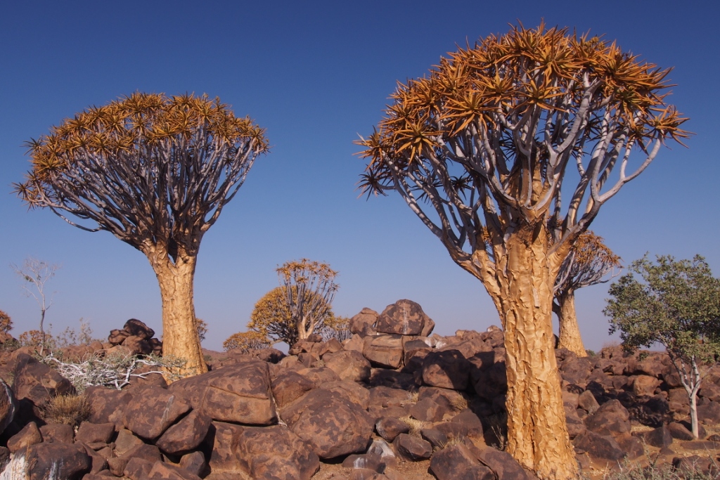 Namibia (34).JPG