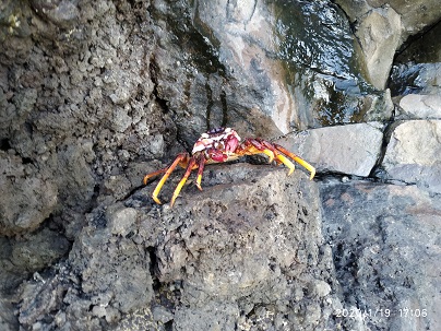 krab.jpg