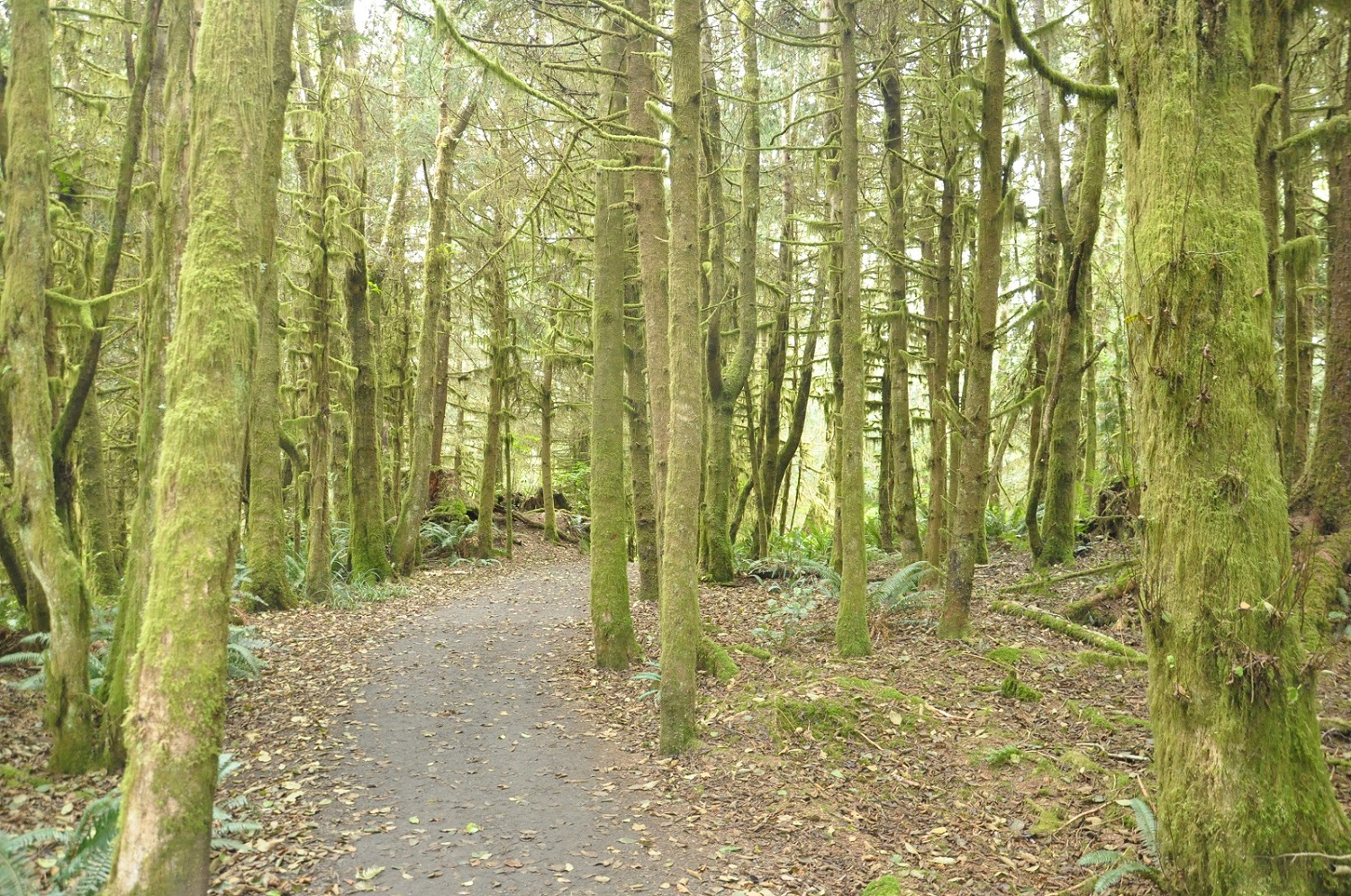 IMG218.JPG