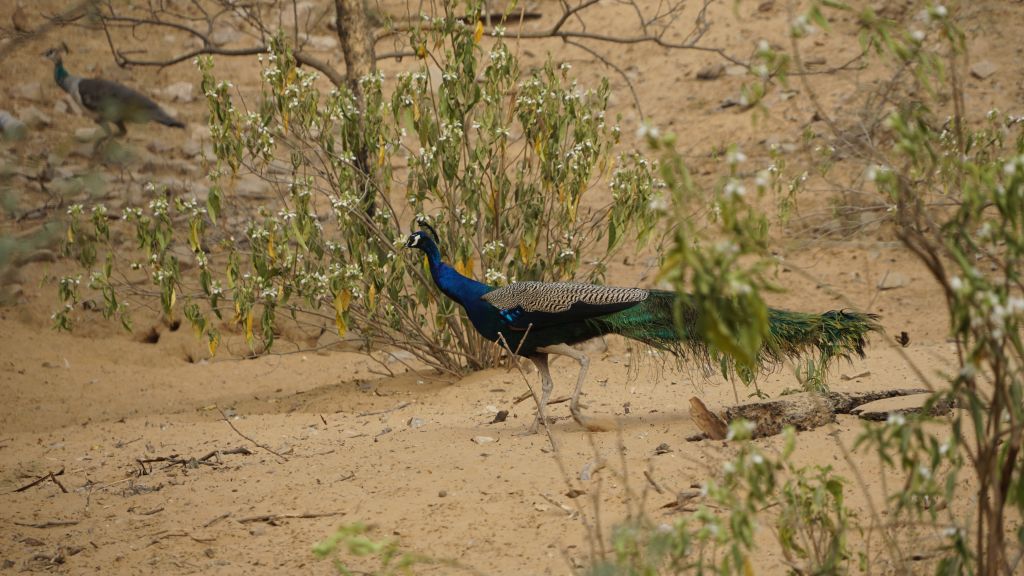 DSC07433.JPG