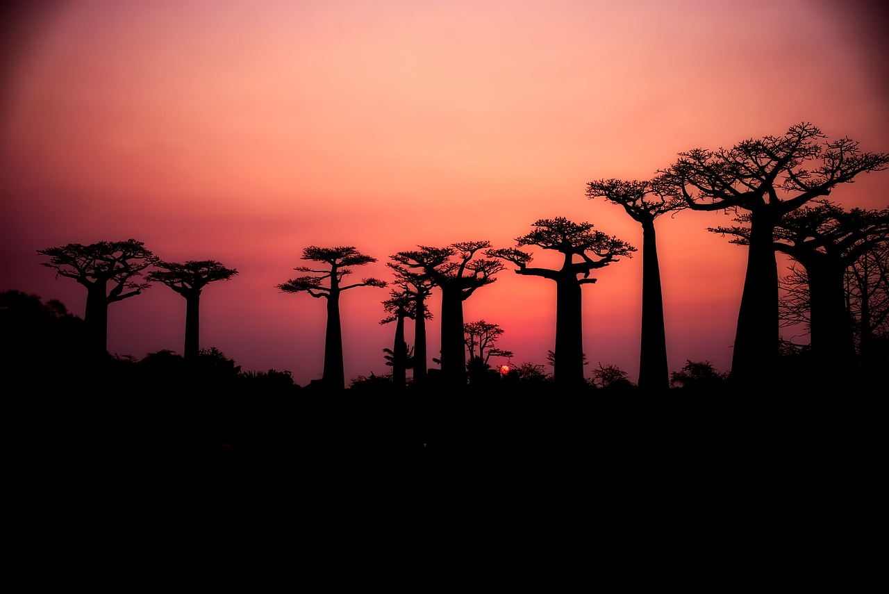baobabs-2708289_1280.jpg