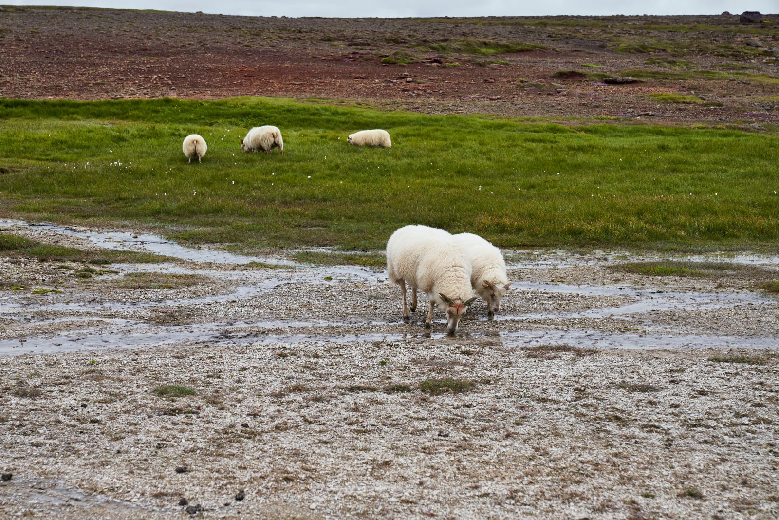 Islandia_142.jpg