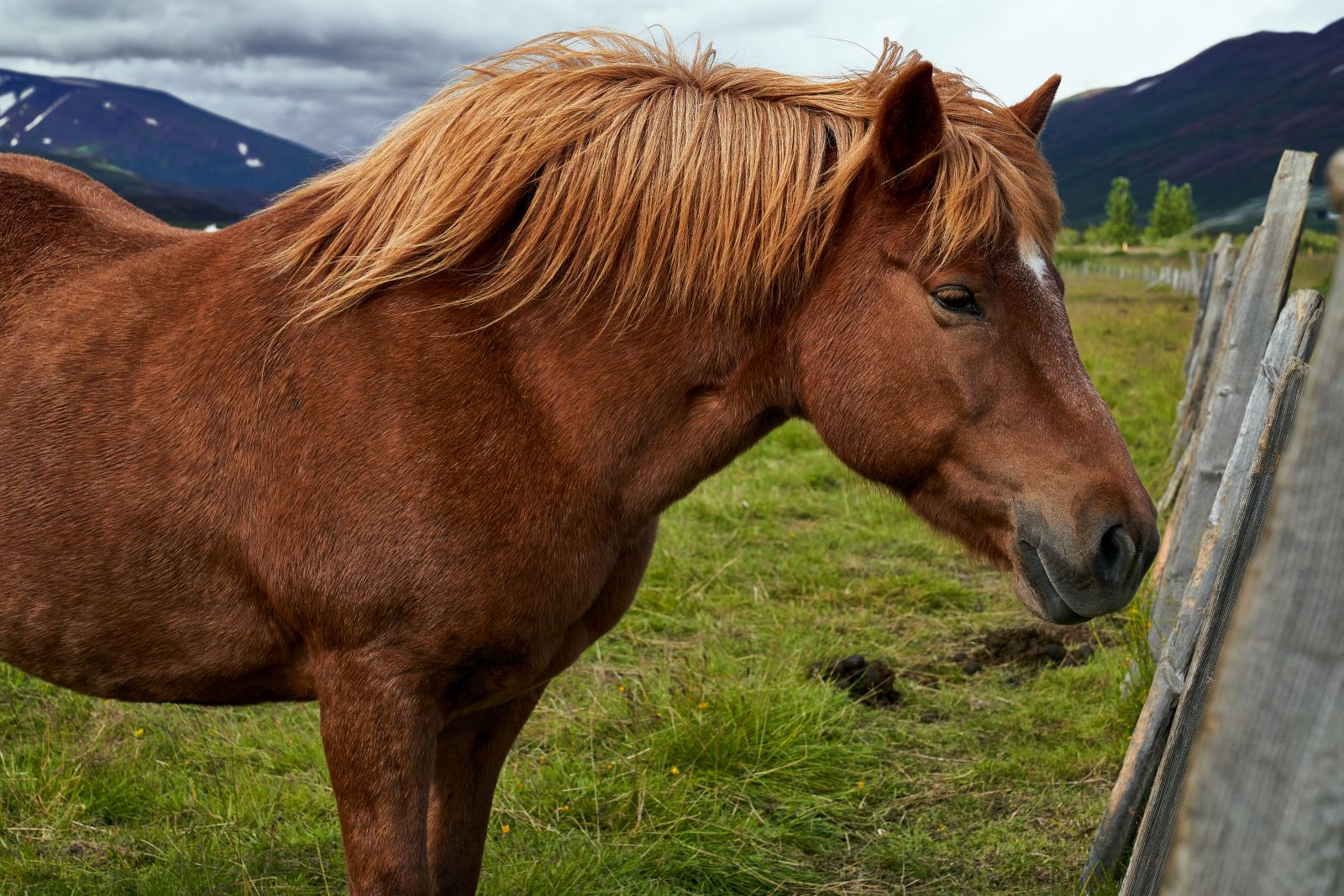 Islandia_311.jpg