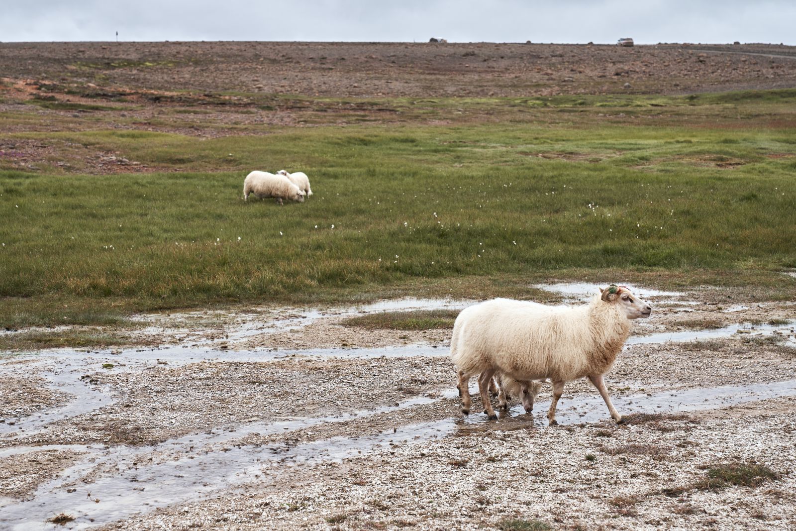 Islandia_143.jpg