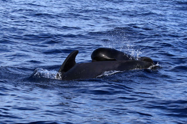 13-IMG_2680.JPG