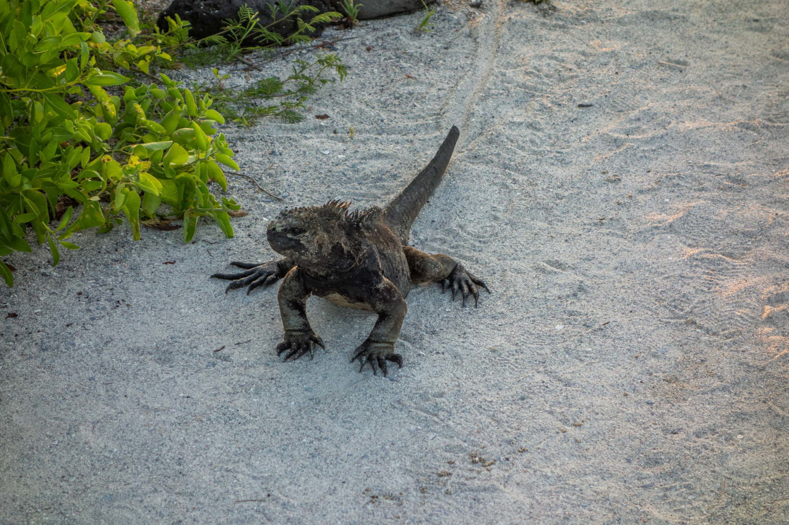 iguana2.jpg