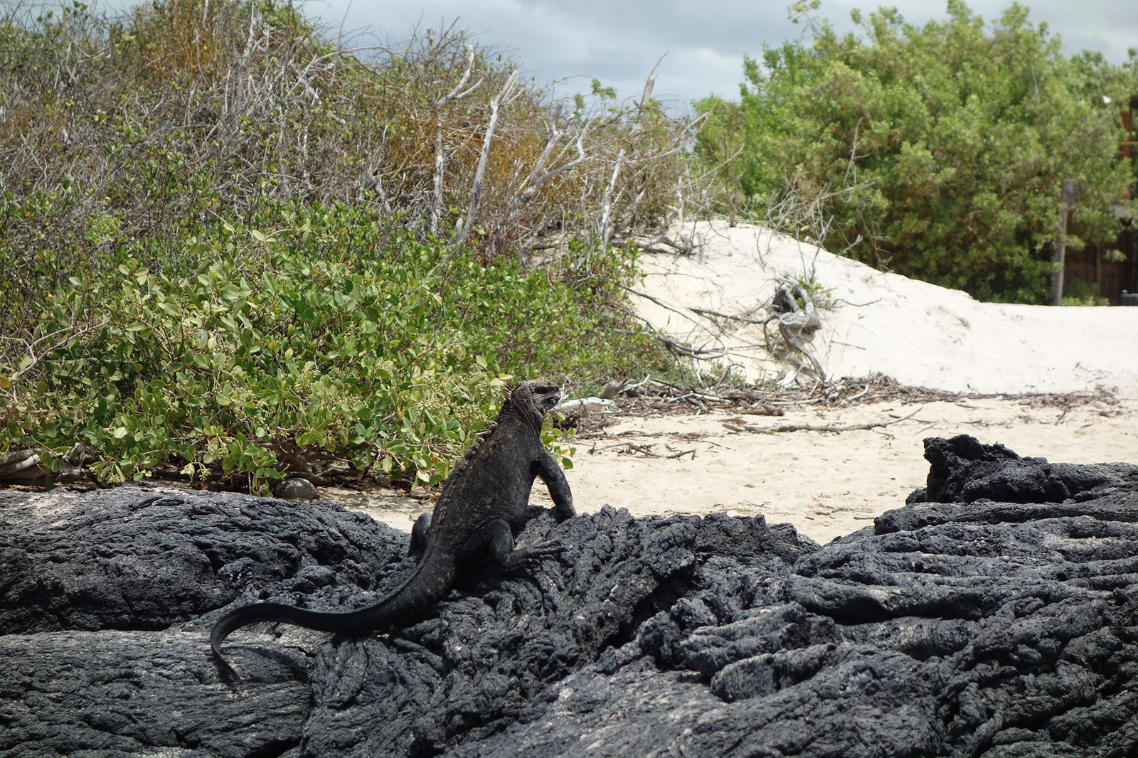 iguana.jpg