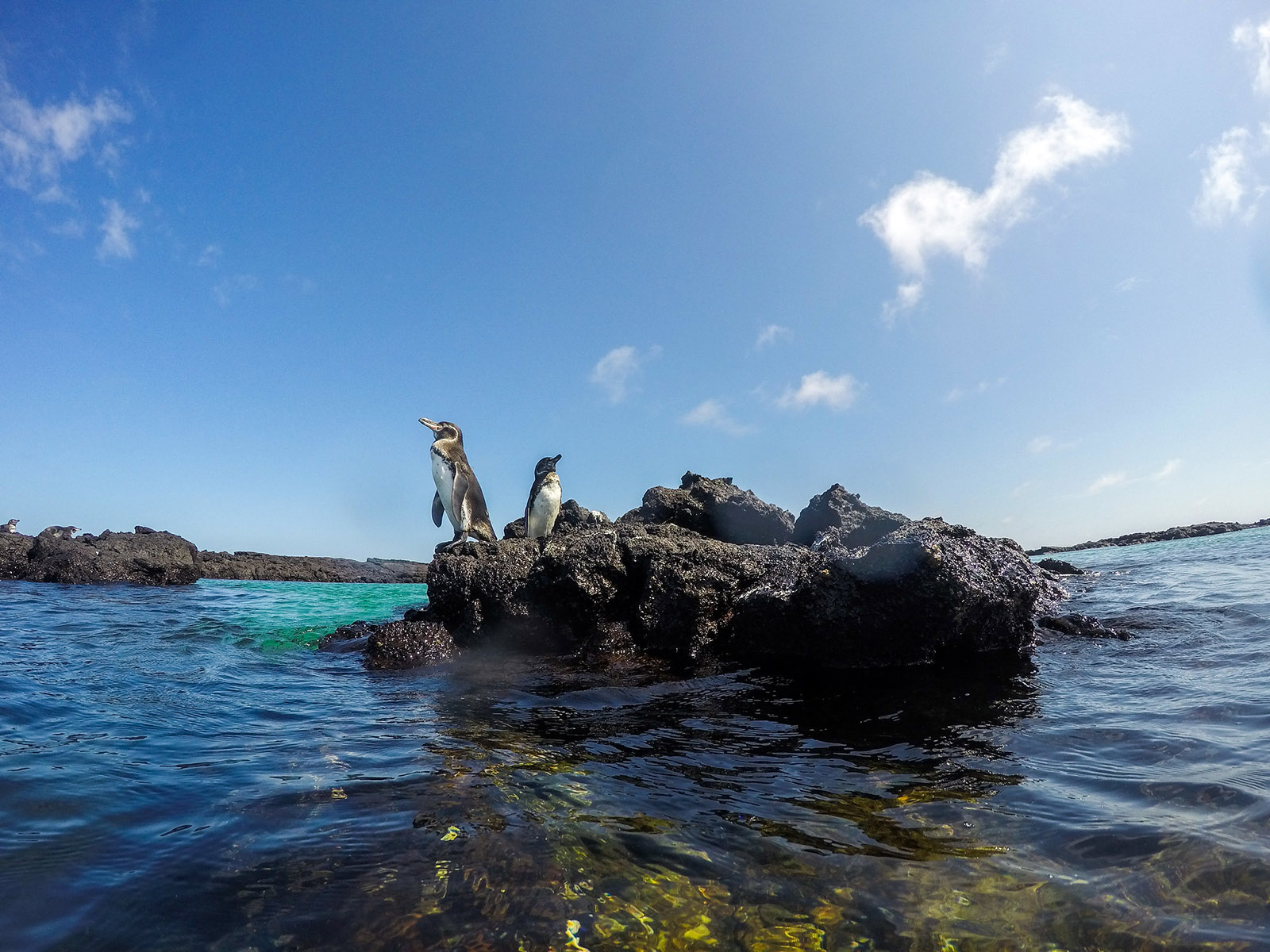 pingiwny-snorkling.jpg