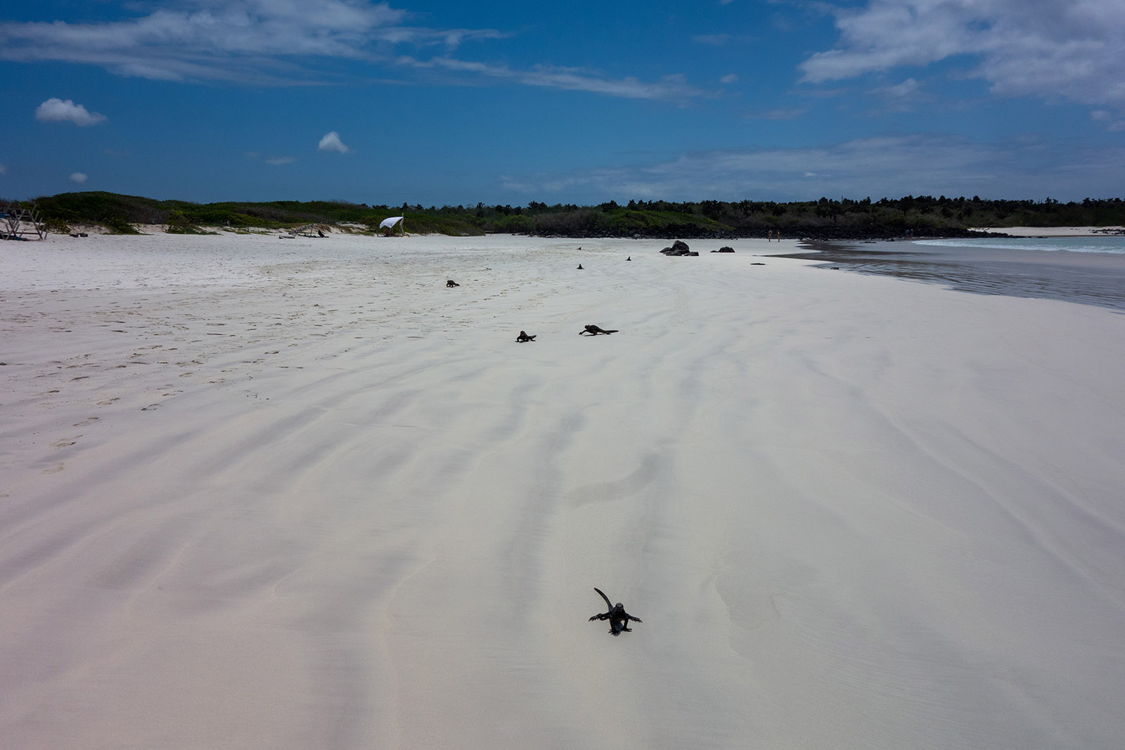 07-tortugabay.jpg