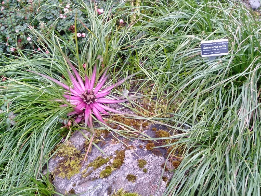 8_Ogród botaniczny.jpg