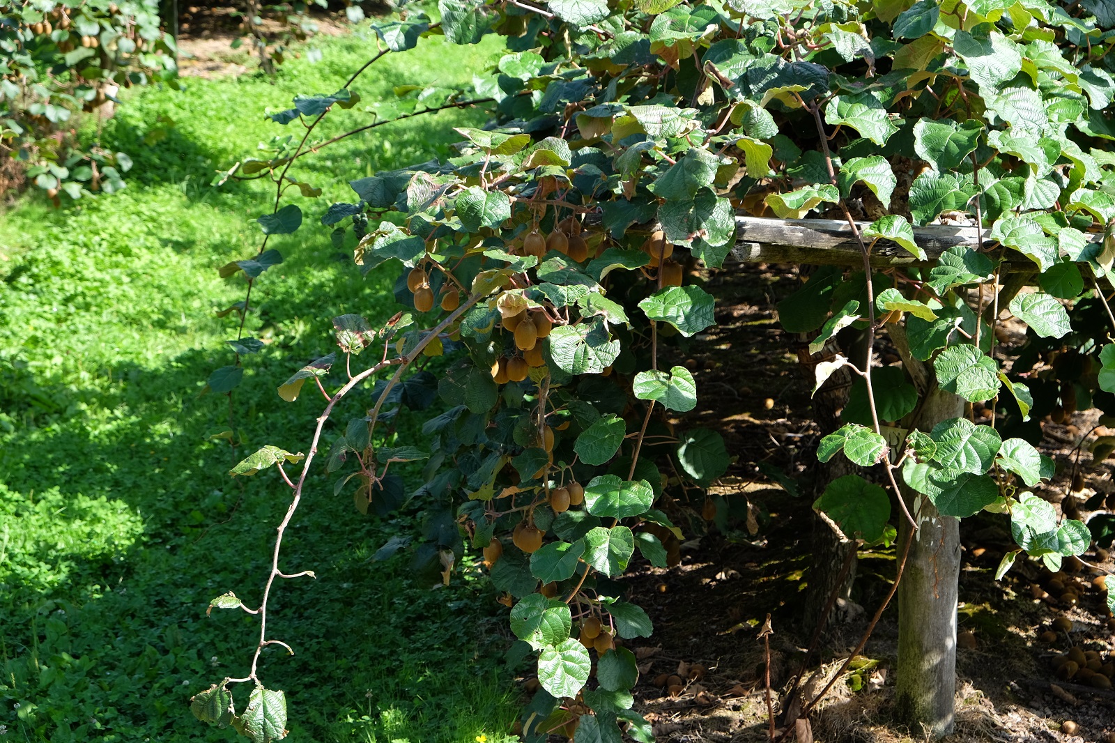 DSCF5096_a.jpg