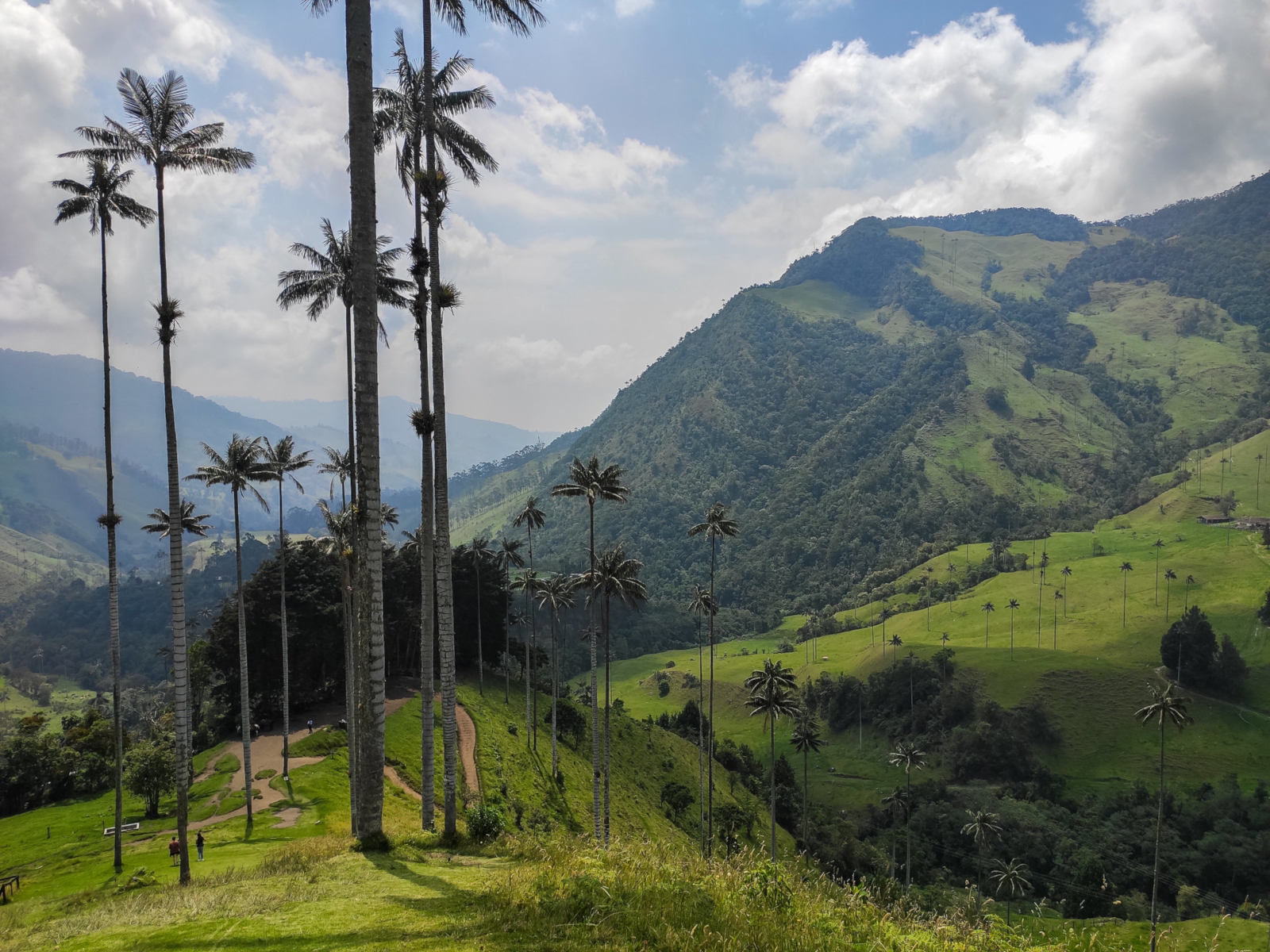 cocora-palmy2.jpg