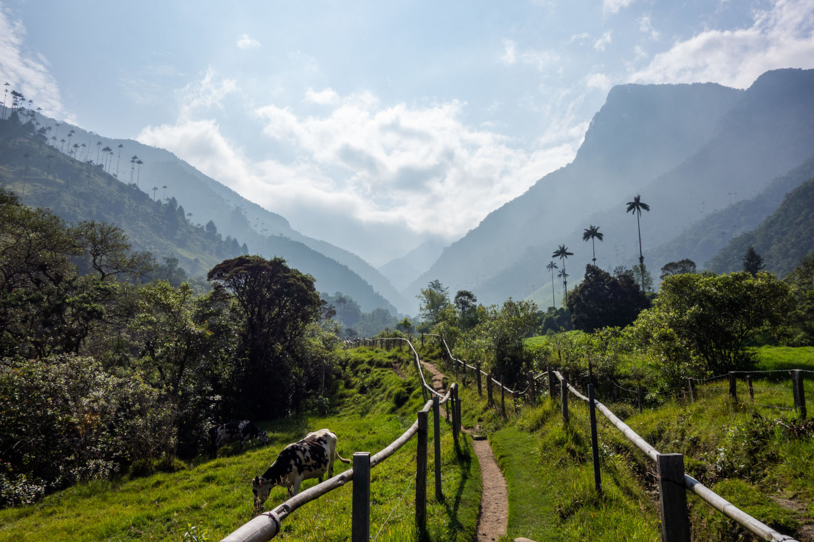 cocora-start.jpg
