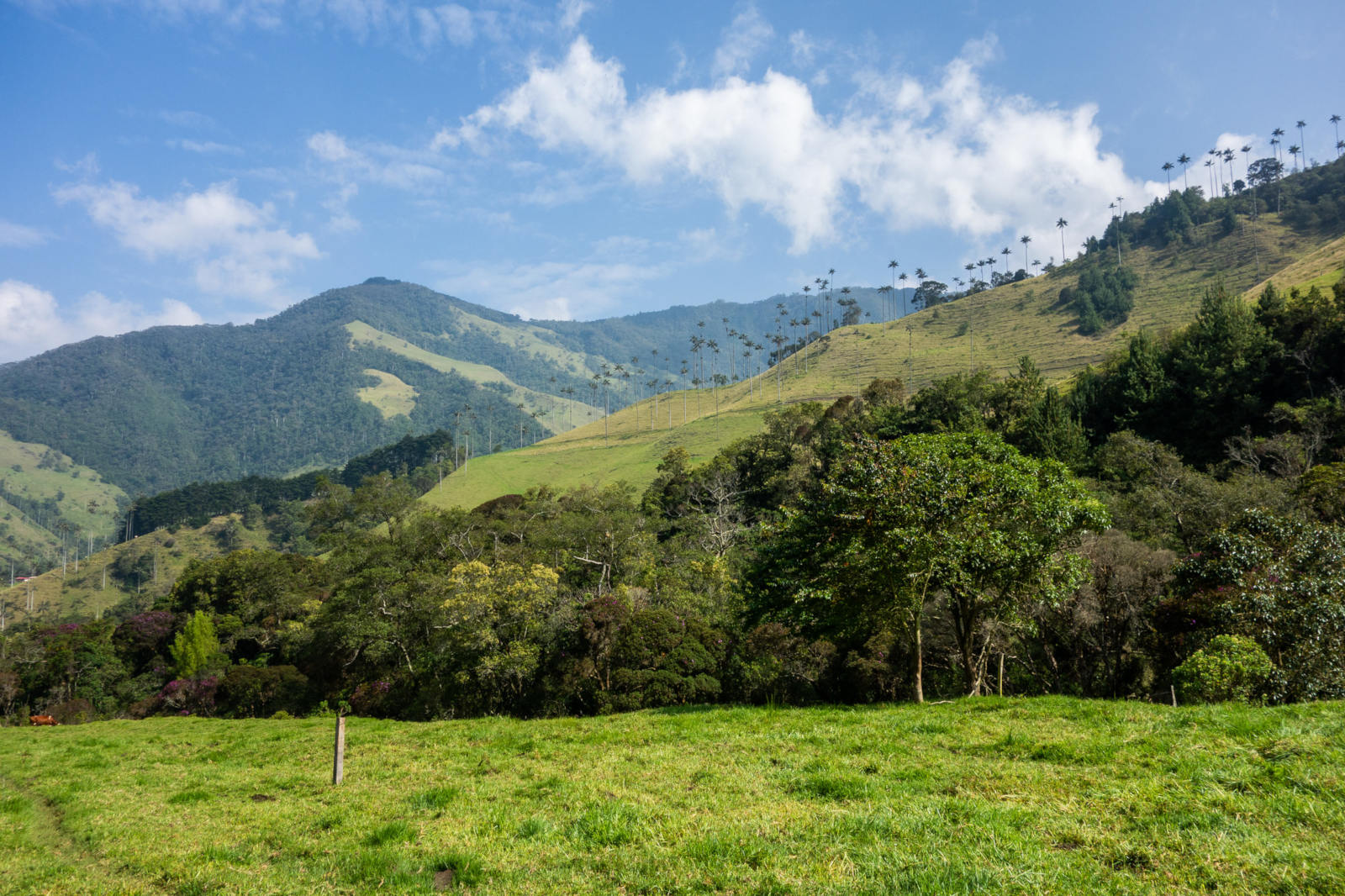 cocora-start2.jpg